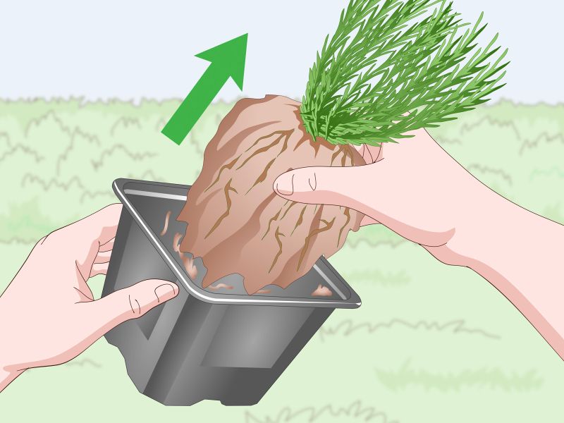 باغبان باشی/ نحوه نگهداری و کاشت اسطوخودوس