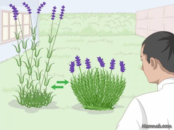 باغبان باشی/ نحوه نگهداری و کاشت اسطوخودوس