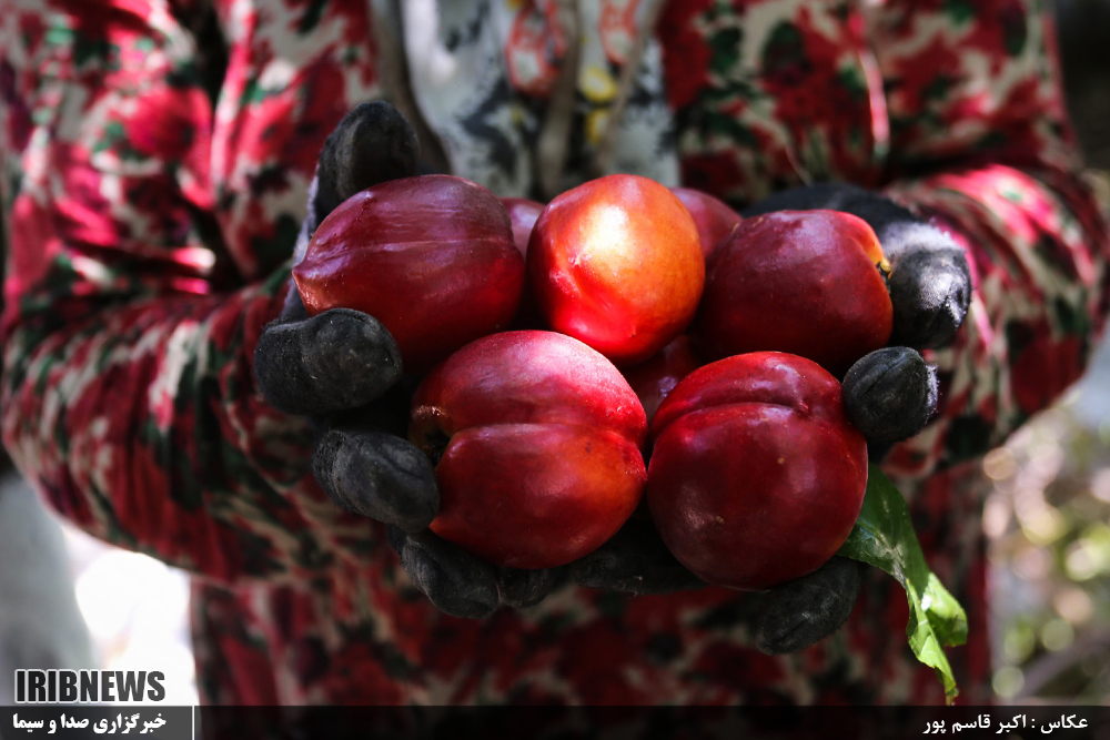 عکس/ برداشت شلیل در مازندران