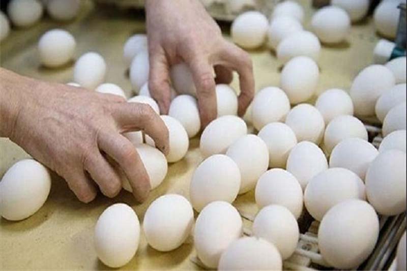 تولید تخم مرغ در زنجان 50 درصد رشد یافت