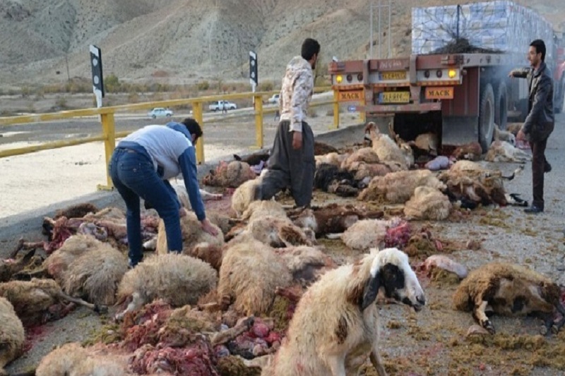 30راس گوسفند در تصادف جاده ای خراسان شمالی تلف شد