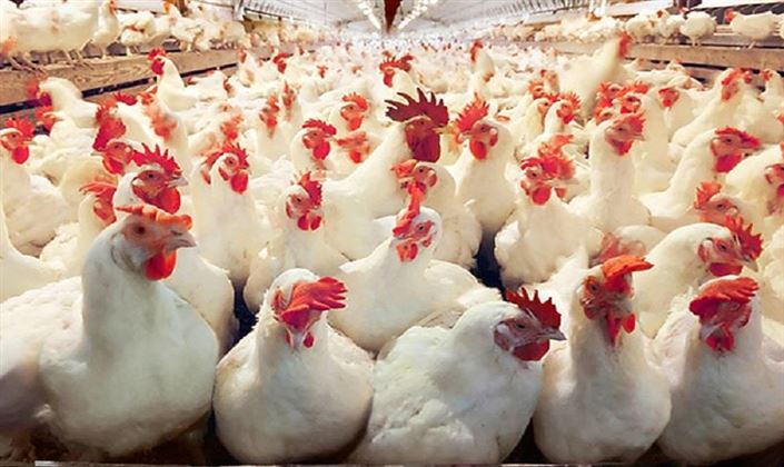 مرغداران قزوین در آستانه ورشکستگی با ضرر میلیاردی