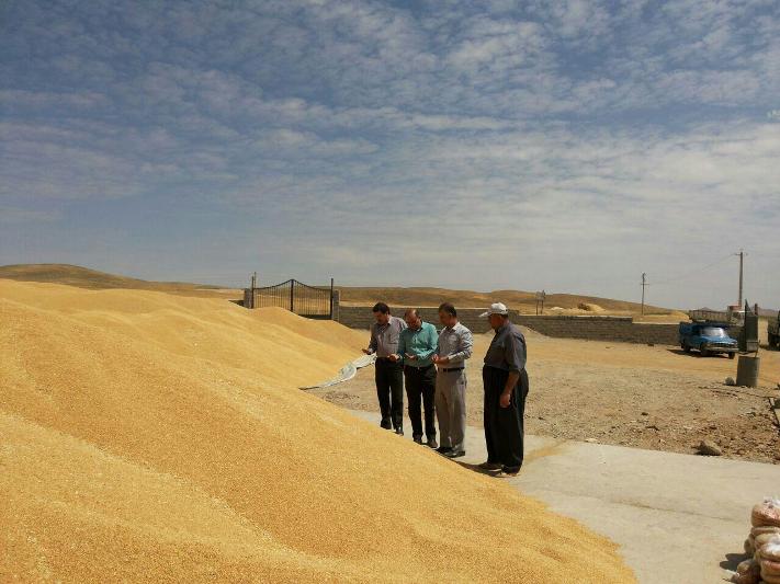 45 هزار تن گندم از کشاورزان آذربایجان شرقی خرید تضمینی شد