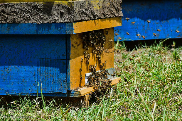 افزایش تعداد کندوهای زنبور عسل در چهارمحال و بختیاری
