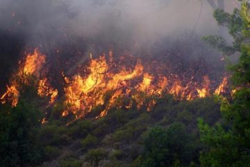 ۲۶۰ هکتار از جنگل ها و مراتع جنگل های ارسباران در آتش سوخت