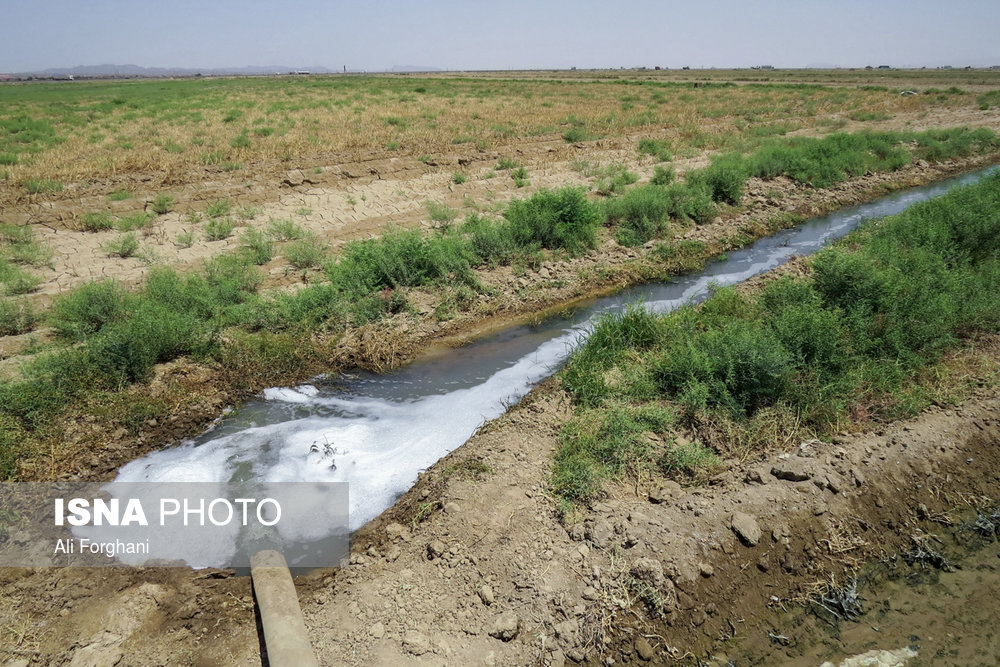 عکس/ اینجا «سرطان» می‌کارند