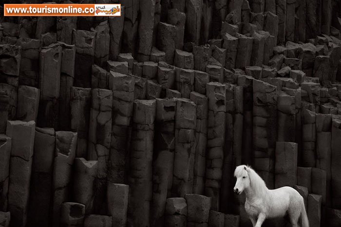 اسب های وحشی سرزمین ایسلند