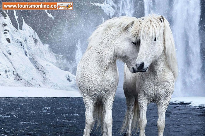 اسب های وحشی سرزمین ایسلند