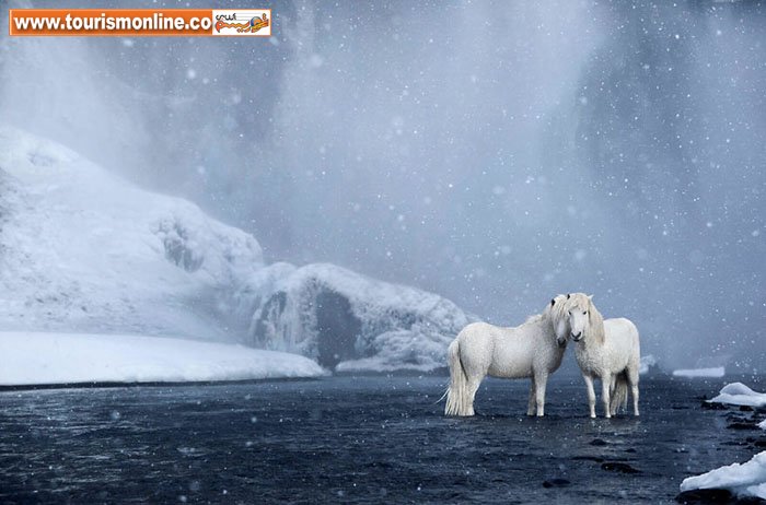 اسب های وحشی سرزمین ایسلند