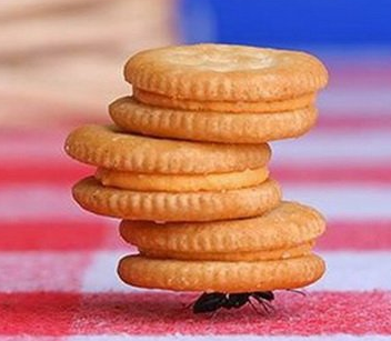 از بین بردن مورچه بدون استفاده از مواد سمی