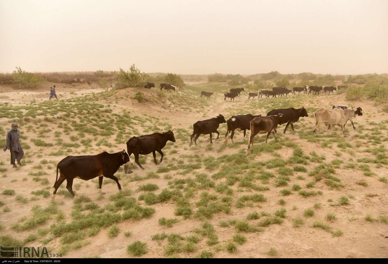 عکس/ دردسر شن‌های روان برای ساکنان سیستان