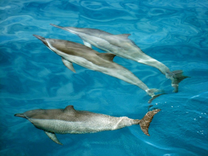 4 گوشه دنیا/ کشف یک دورگه نادر از نهنگ-دلفین ها در سواحل هاوایی