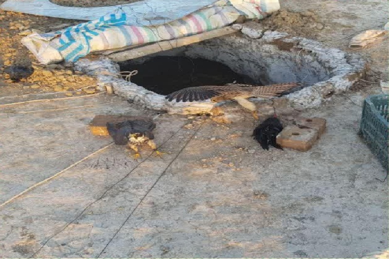متخلف زنده گیری پرندگان در پارک ملی دریاچه ارومیه دستگیر شد
