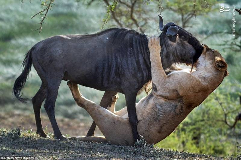 شکار مادر برای خانواده