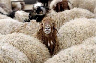 به گوسفندان عید قربان دقت کنید!