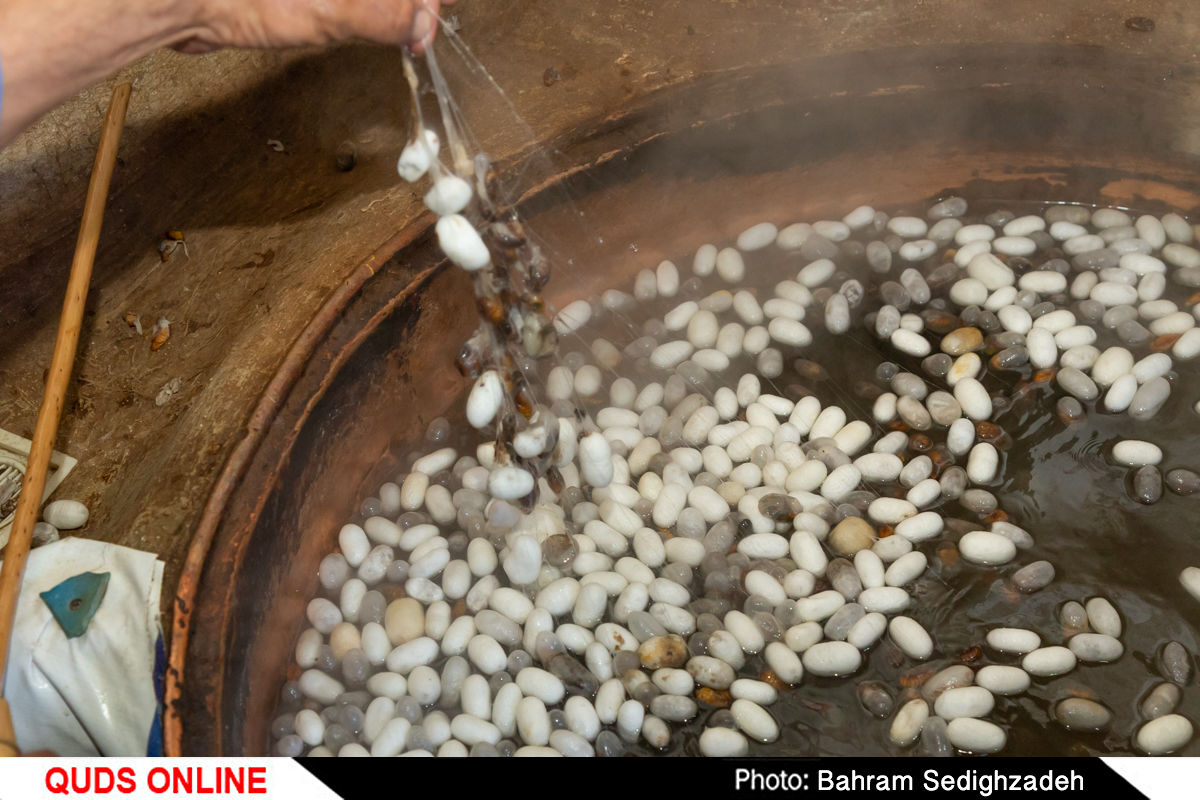 عکس/ اولین روستای ملی ابریشم کشی