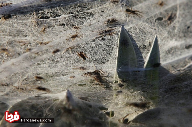 عکس/ مجتمع مسکونی ترسناک عنکبوت‌ها!