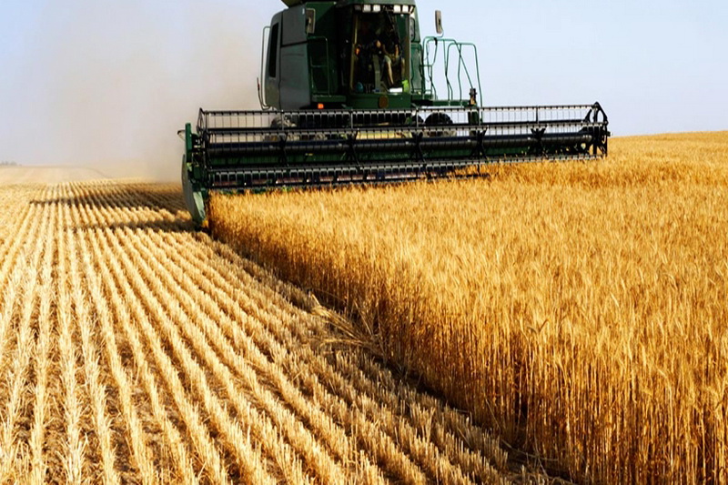 خرید گندم در آذربایجان غربی به 470 هزار تن رسید