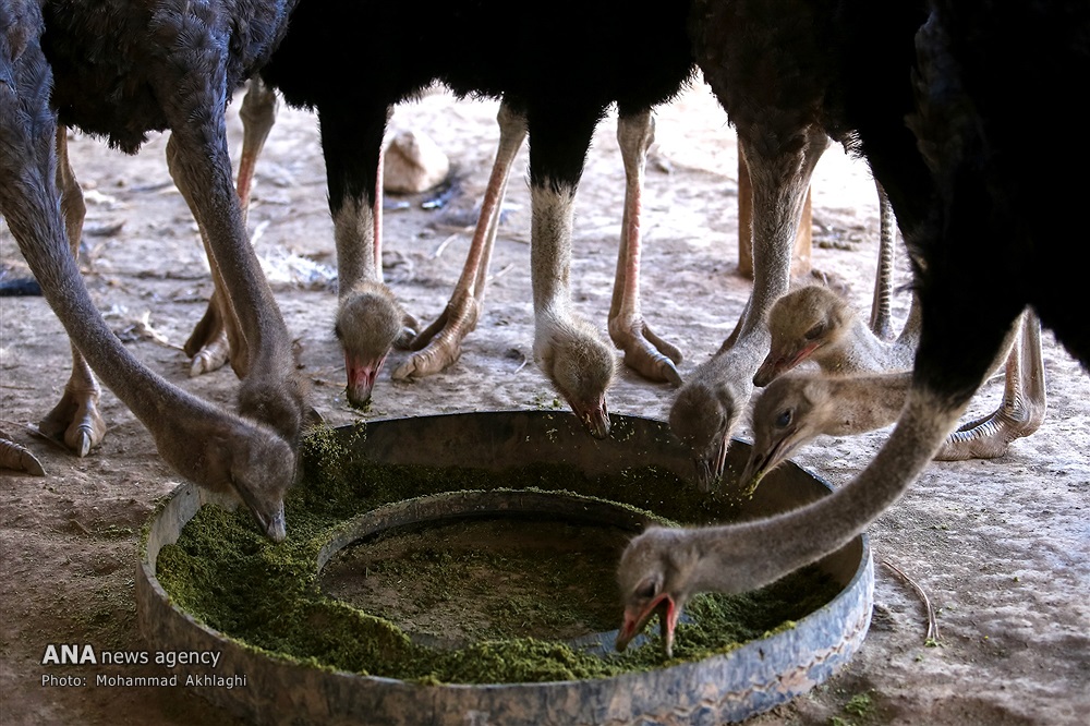 مزرعه پرورش شترمرغ