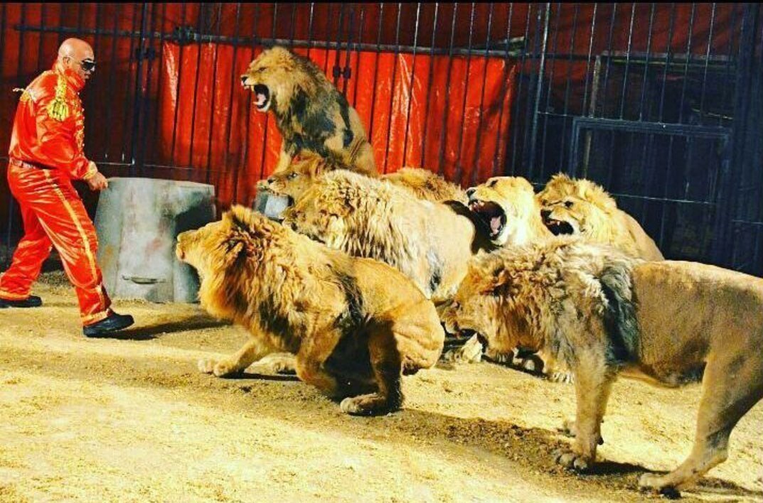 ناگفته هایی عجیب و جالب درباره پیرترین شیر جهان که در شیراز جان سپرد!