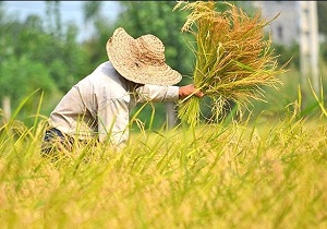 تولید بیش از 500 تن شلتوک برنج از شالیزارهای مشگین شهر
