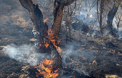 مهار آتش جنگل های سیاه رودبارمرز بین استان های گلستان و سمنان