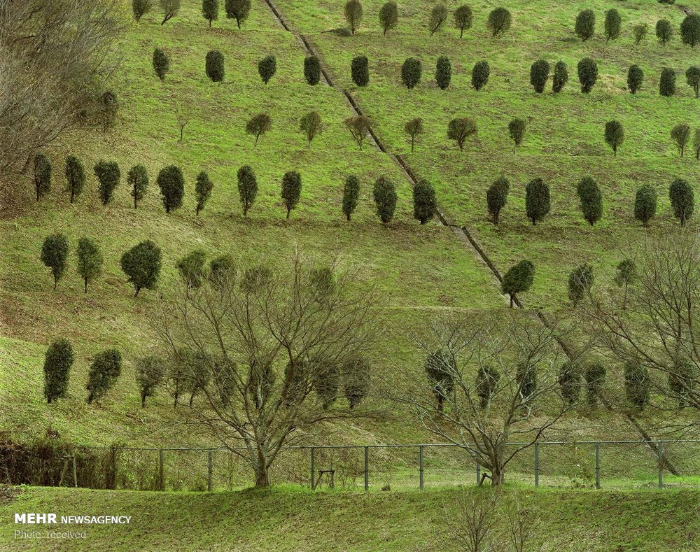 تماشای زیبایی درختان