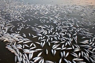 کارخانه قند میاندوآب عامل اتلاف هزاران قطعه ماهی در زرینه‎رود اعلام شد/ورود پساب غیراستاندارد به رودخانه