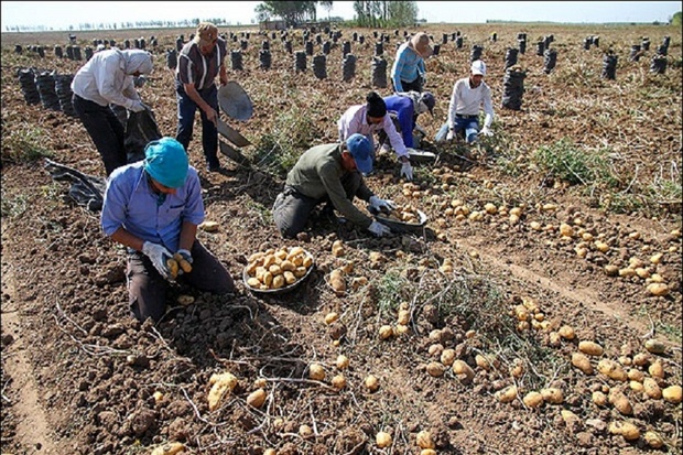 برداشت سیب زمینی و پیاز در آذربایجان غربی آغاز شد