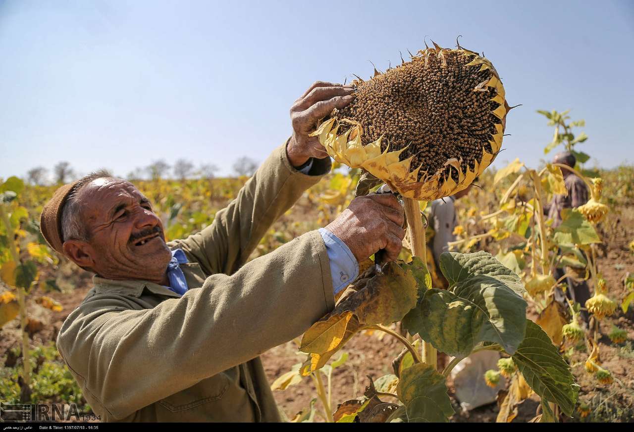 برداشت آفتابگردان از مزارع خراسان شمالی