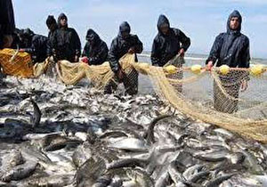 درآمد ۵ میلیارد تومان ماهیگیران مازندرانی در یک هفته گذشته