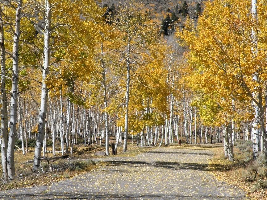 بزرگ‌ترین موجود کره زمین با عمر ۸۰ هزار سال می‌میرد