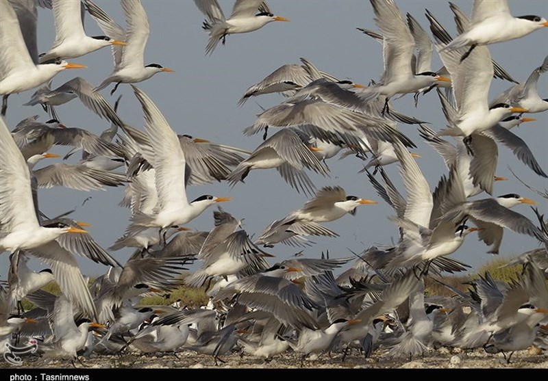 پرندگان مهاجر به استان بوشهر رسیدند