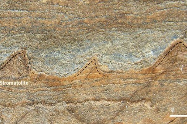 قدیمی ترین فسیل های زمین فقط سنگ هستند