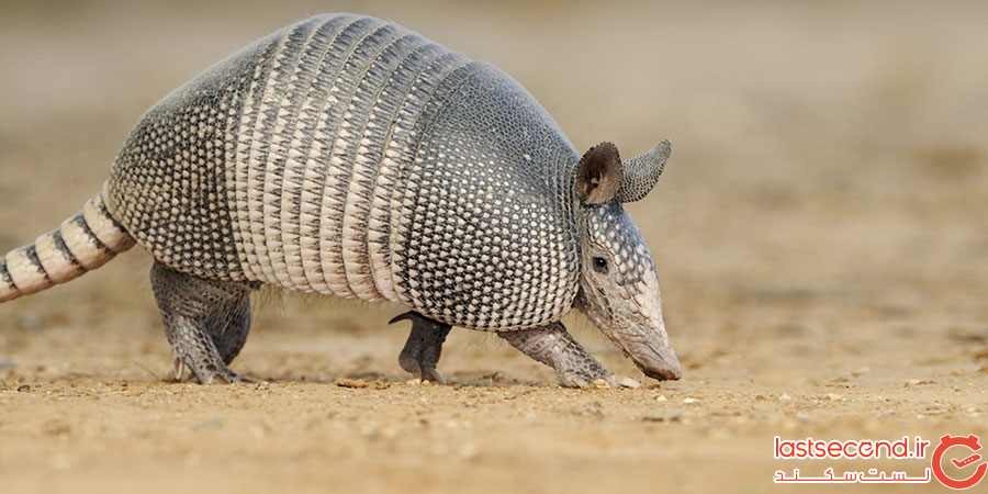 هفت شخصیت مشهور تاریخ و غذاهای مورد علاقه آن ها