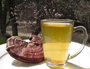 چای «گانودرما» وخواص شگفت‌انگیز آن