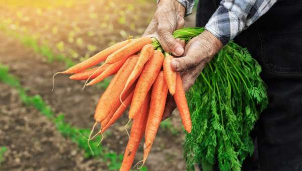 هویج مقاومت بتن را به شکل چشمگیری افزایش می دهد