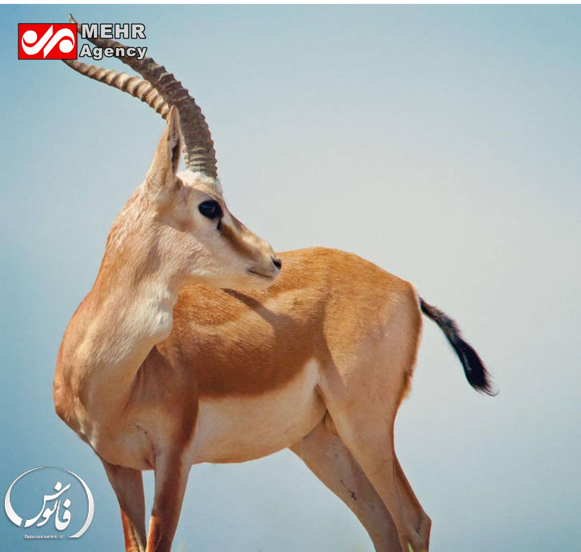 عکس/ آهوی زیبای ایرانی در سبزوار