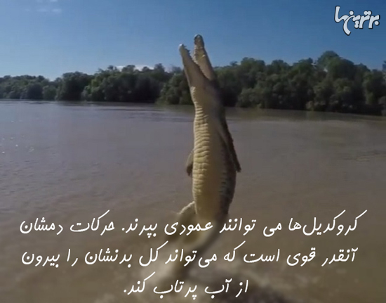 دانستنی‌های جالب؛ از گوسفند جفرسون تا شهر جوراب!