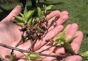 آغاز پرداخت خسارت سرمازدگی به باغداران قزوینی
