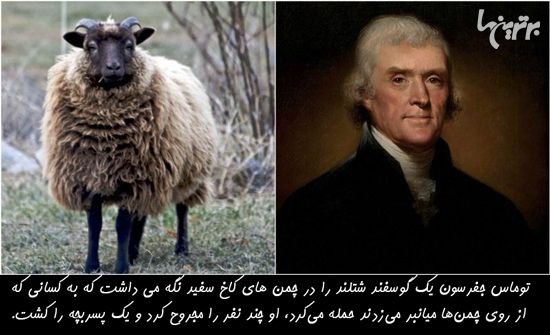 دانستنی‌های جالب؛ از گوسفند جفرسون تا شهر جوراب!