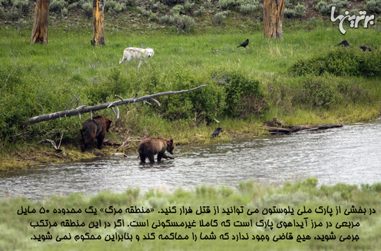 دانستنی‌های جالب؛ از گوسفند جفرسون تا شهر جوراب!