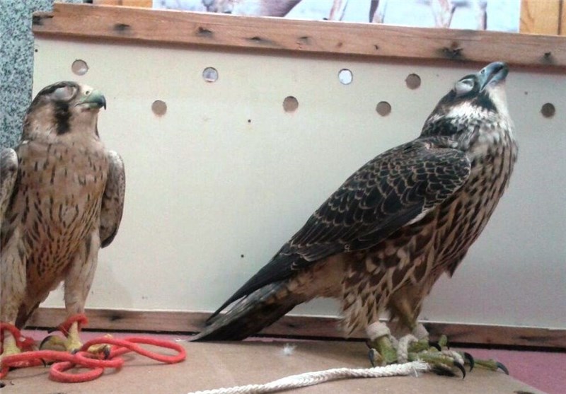 کشف بزرگترین محموله قاچاق پرندگان در معرض انقراض در بوشهر