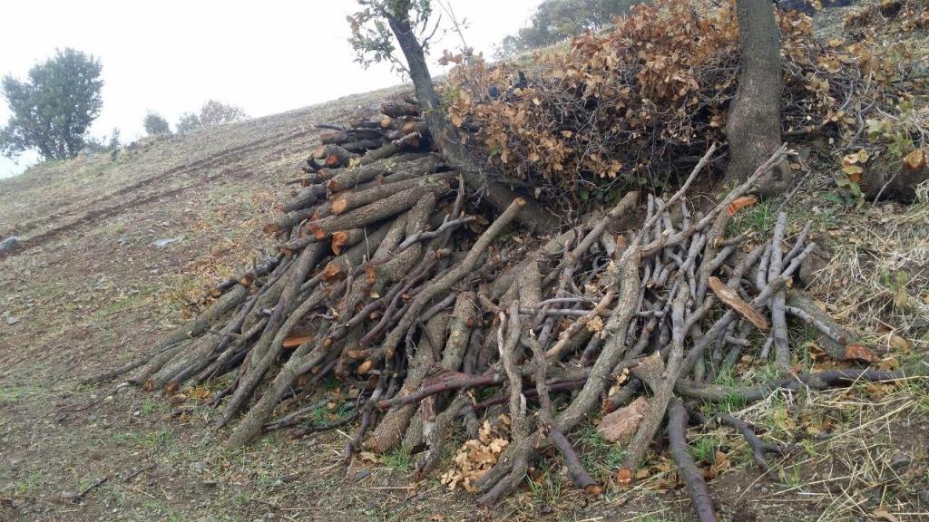 عامل قطع درختان در مناطق جنگلی سروآباد شناسایی شد