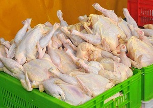بازار مرغ و تخم مرغ در مازندران کمی آرام گرفت