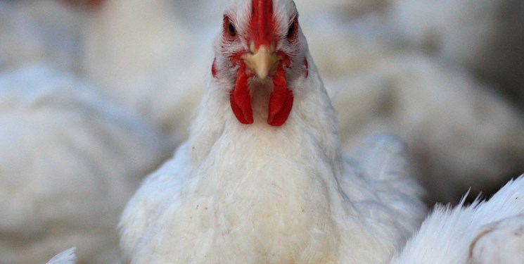 نامه سرگشاده مرغداران به رئیس جمهور درباره قیمت مرغ