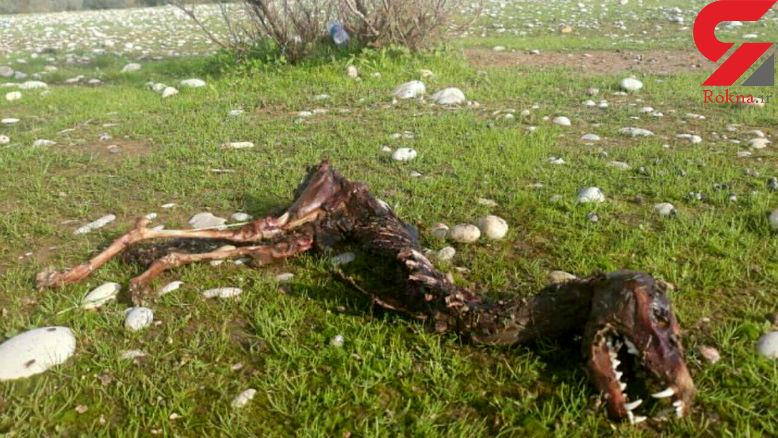 پشت پرده ماجرای کشف لاشه دایناسور در خوزستان! 