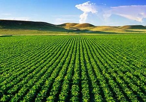 تولید سالانه 500 هزار تن محصولات کشاورزی در بیله سوار