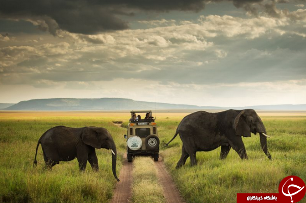 مواجهه فیل ها با ماشین گردشگران