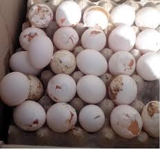کشف یک کامیون تخم مرغ فاسد در آستارا